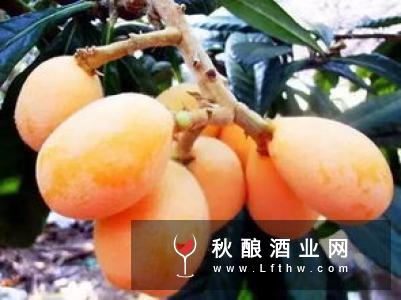 枇杷酒的自酿方法与营养功效