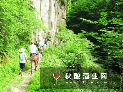 酒与茶马古道