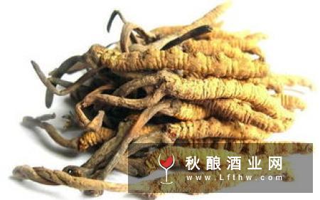 冬虫夏草泡酒有哪些好处?虫草酒的功效与作用