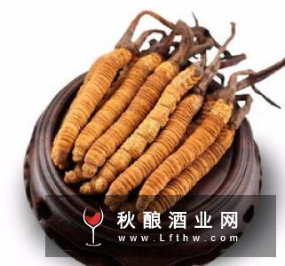 冬虫夏草泡酒有哪些好处?虫草酒的功效与作用